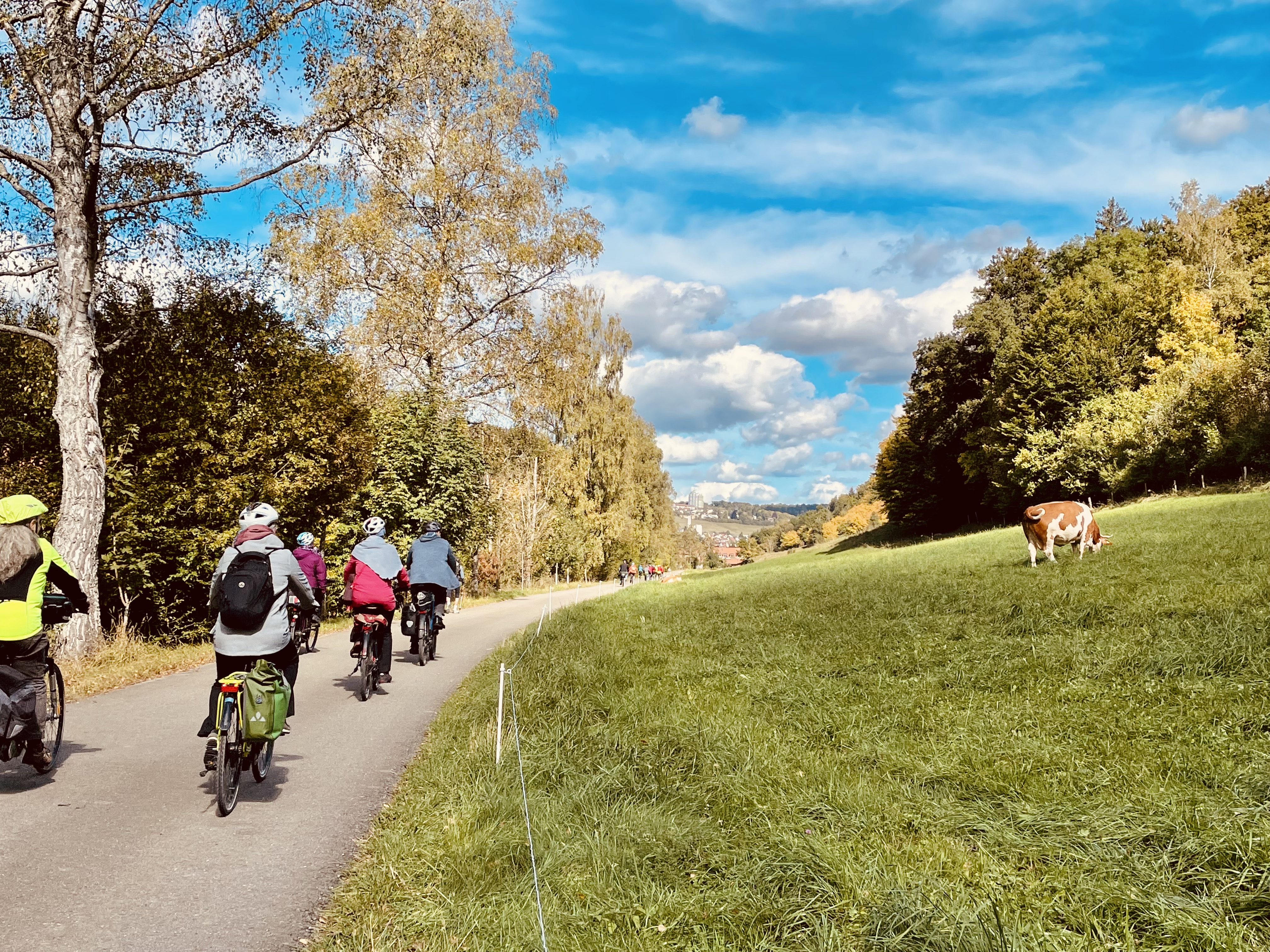 Radfahrer neben Kuhweide