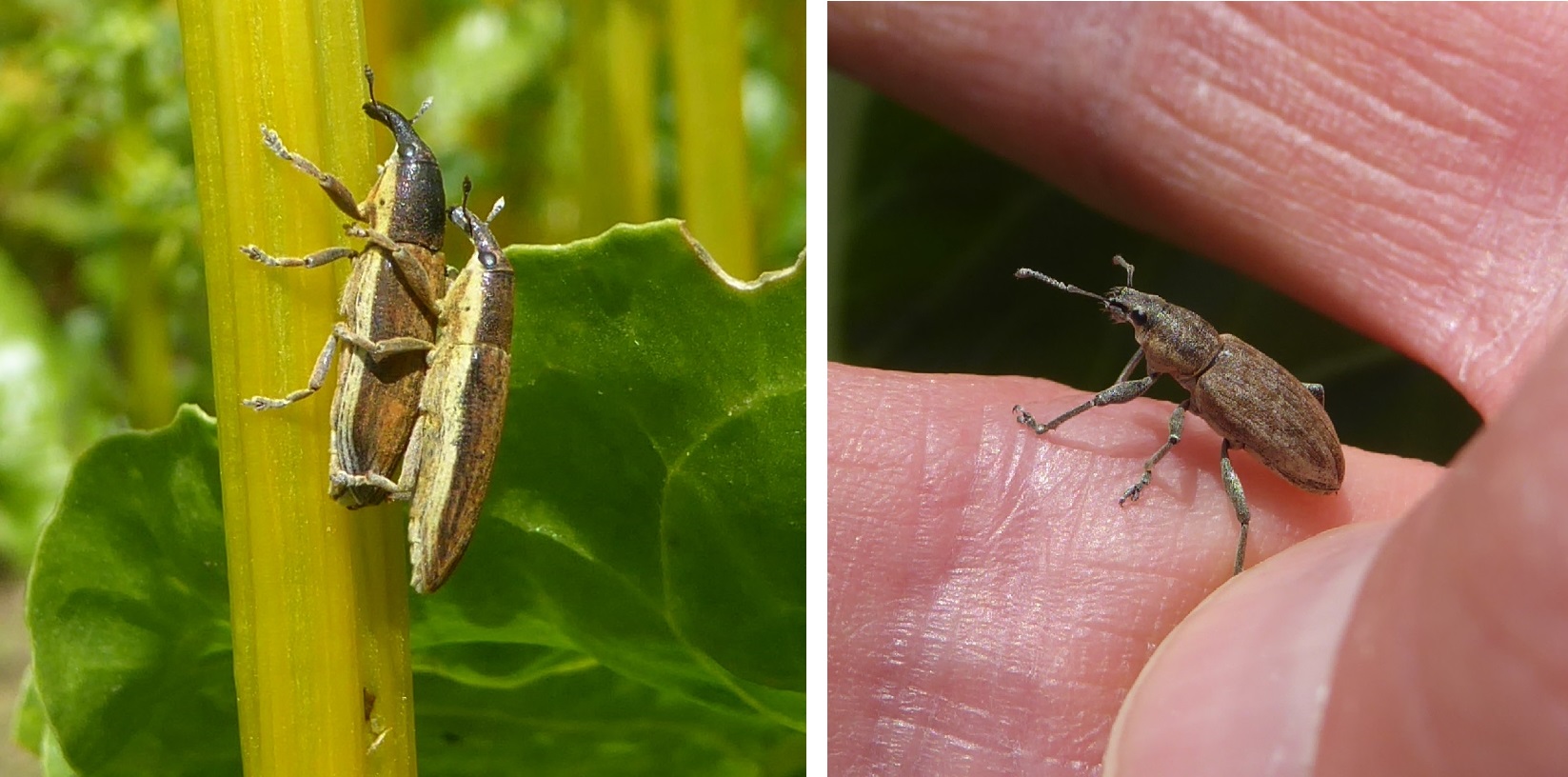 Lixus junicii und Tanymecus palliatus im Vergleich