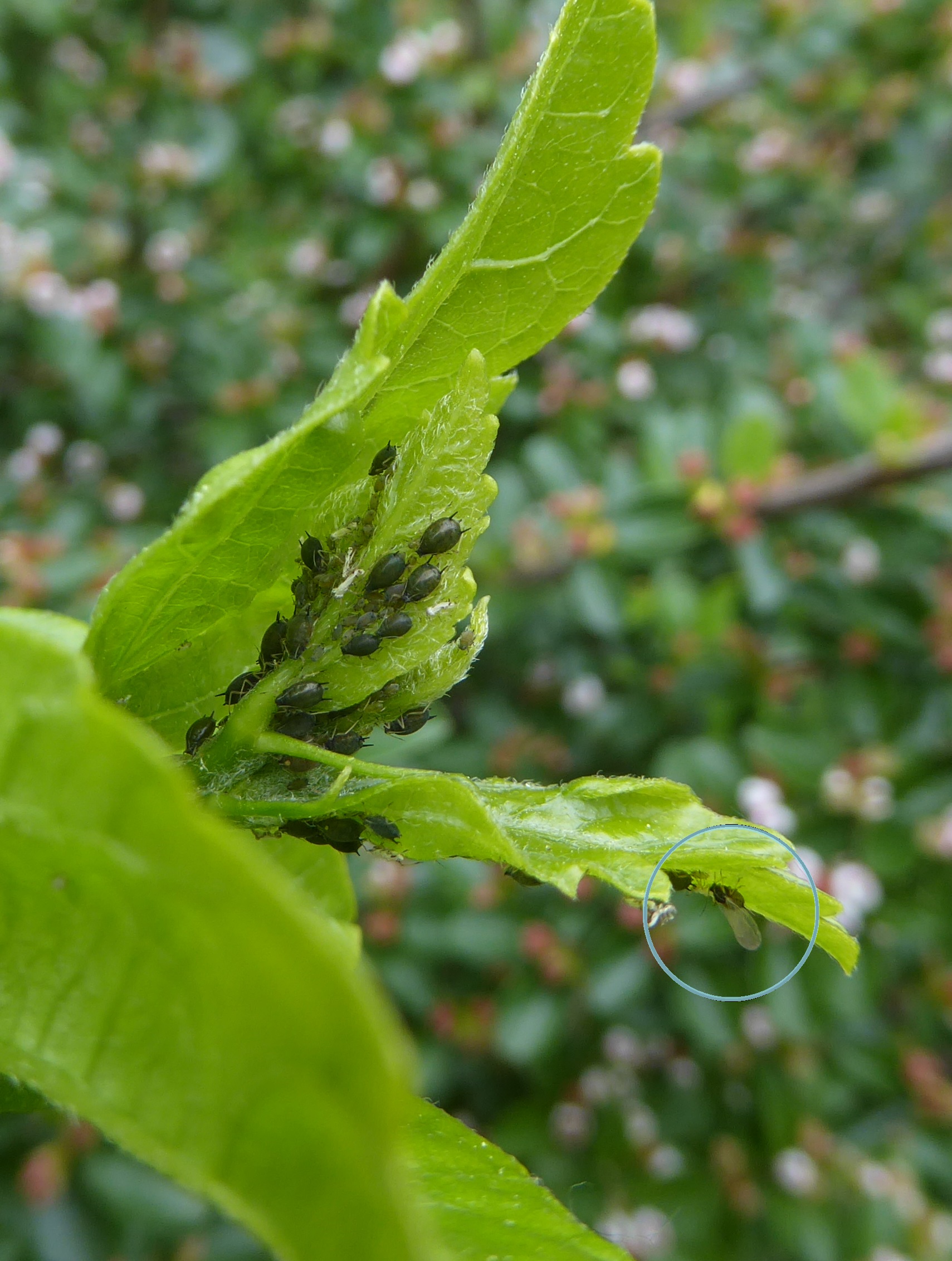 Aphis gossypii an Hibiscus syriacus