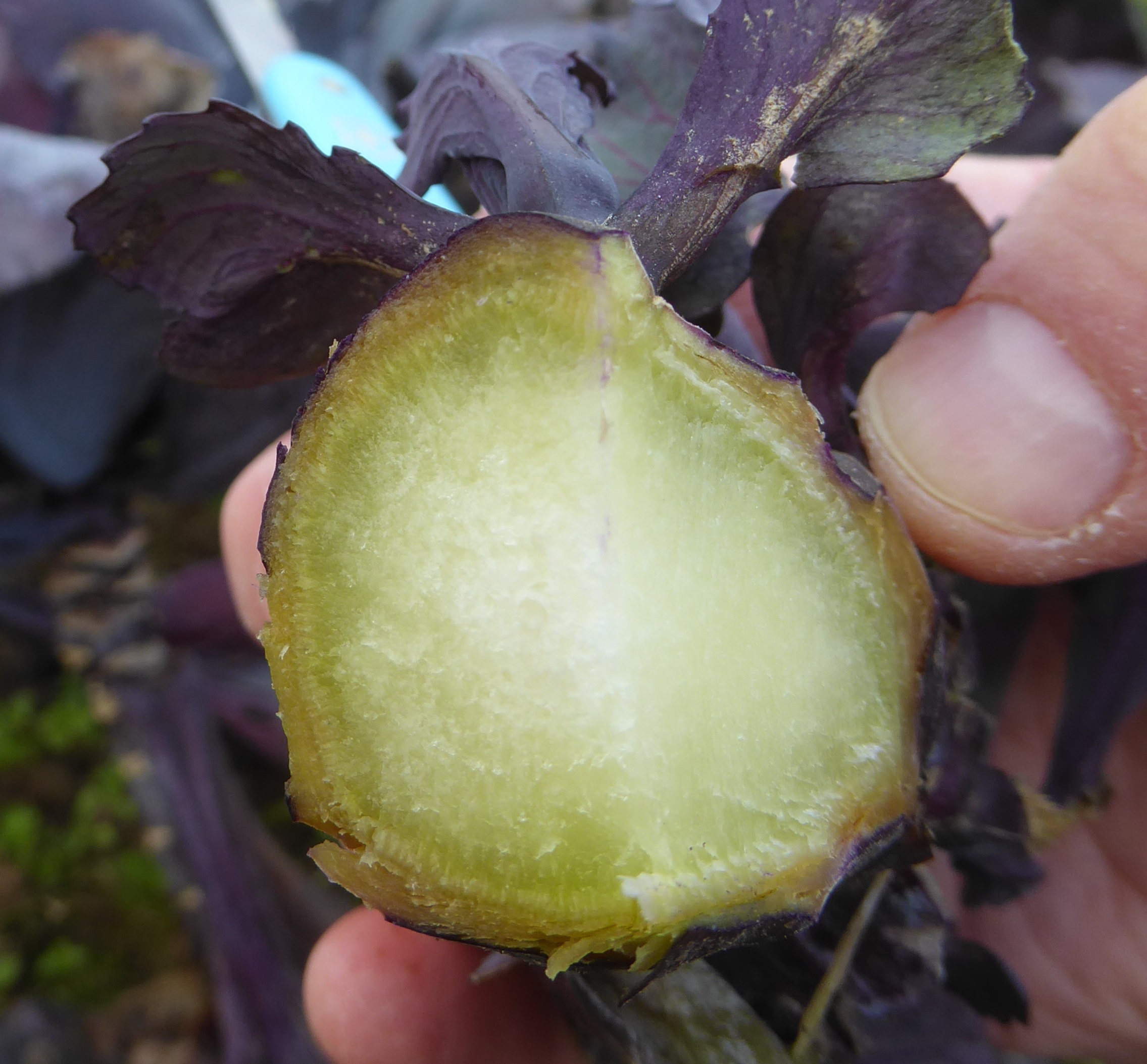 durch Frost geschädigter Kohlstrunk