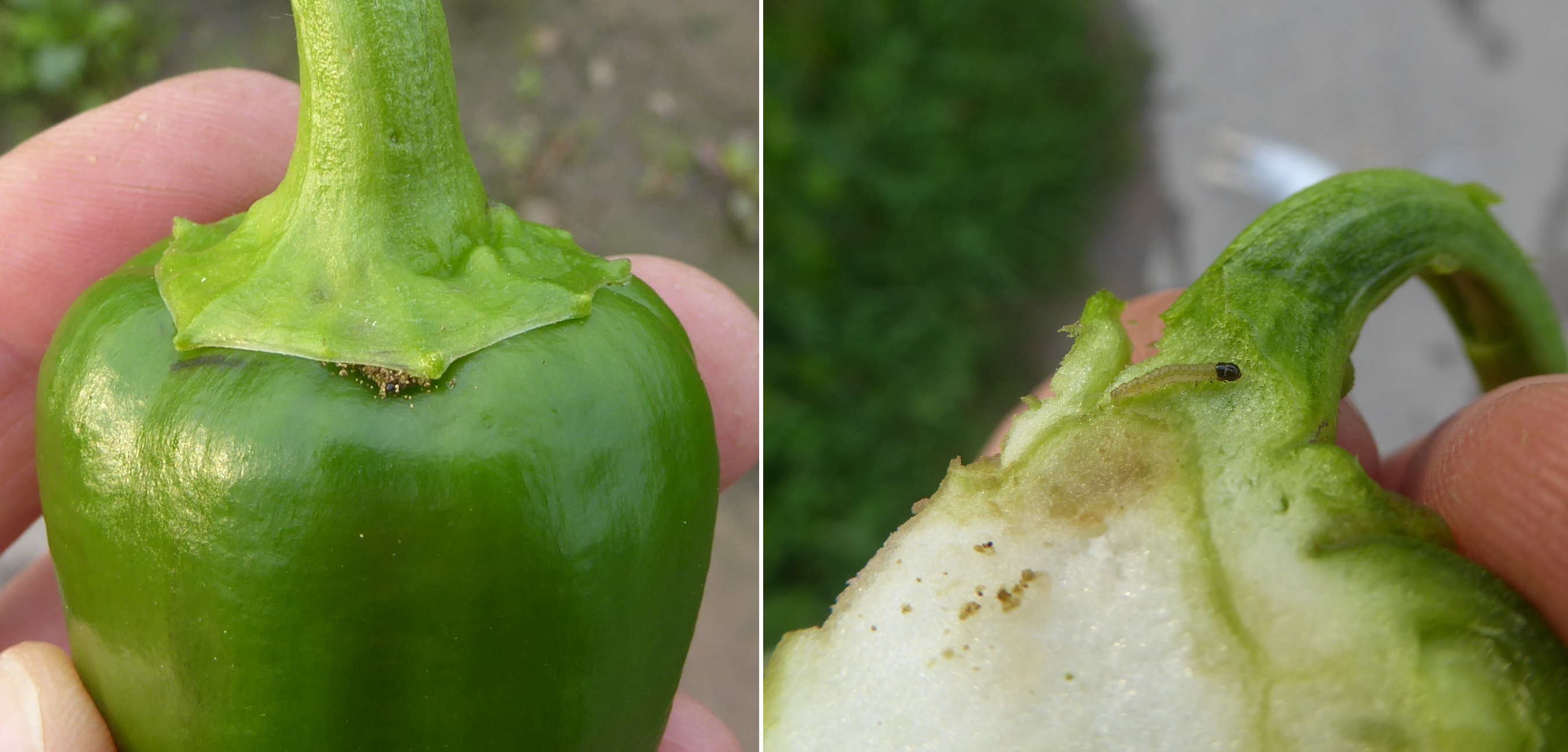 Junge Maiszünslerraupe Anfang September in Paprika