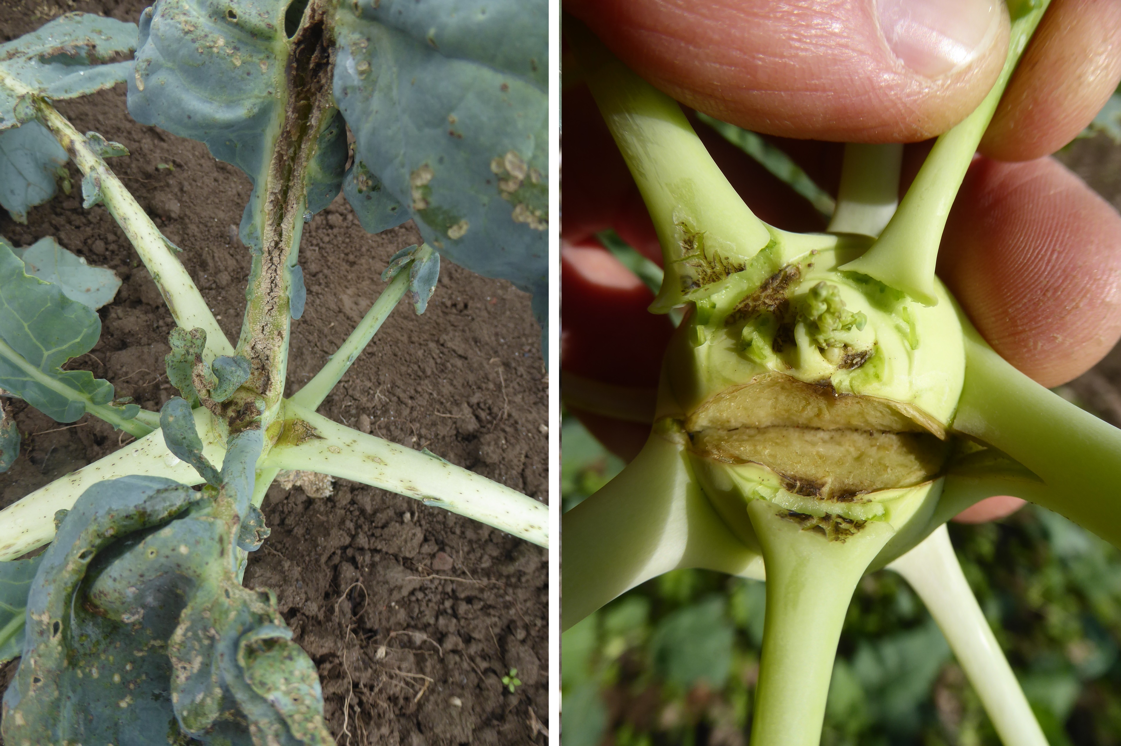 Schäden an Brokkoli und Kohlrabi durch Kohldrehherzgallmücke (Contarinia nasturtii)