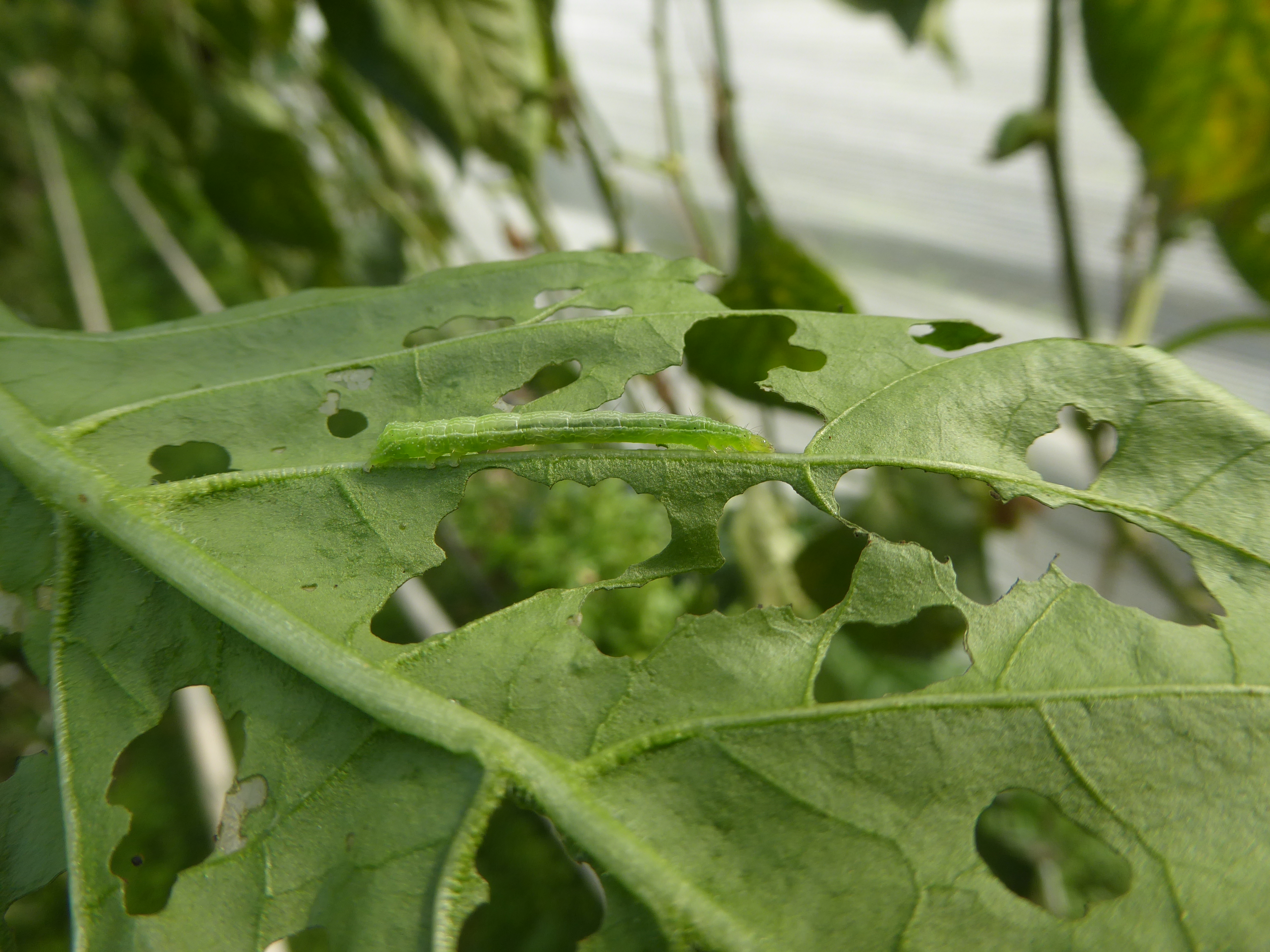 Raupe von Chrysodeixis chalcites an Paprika