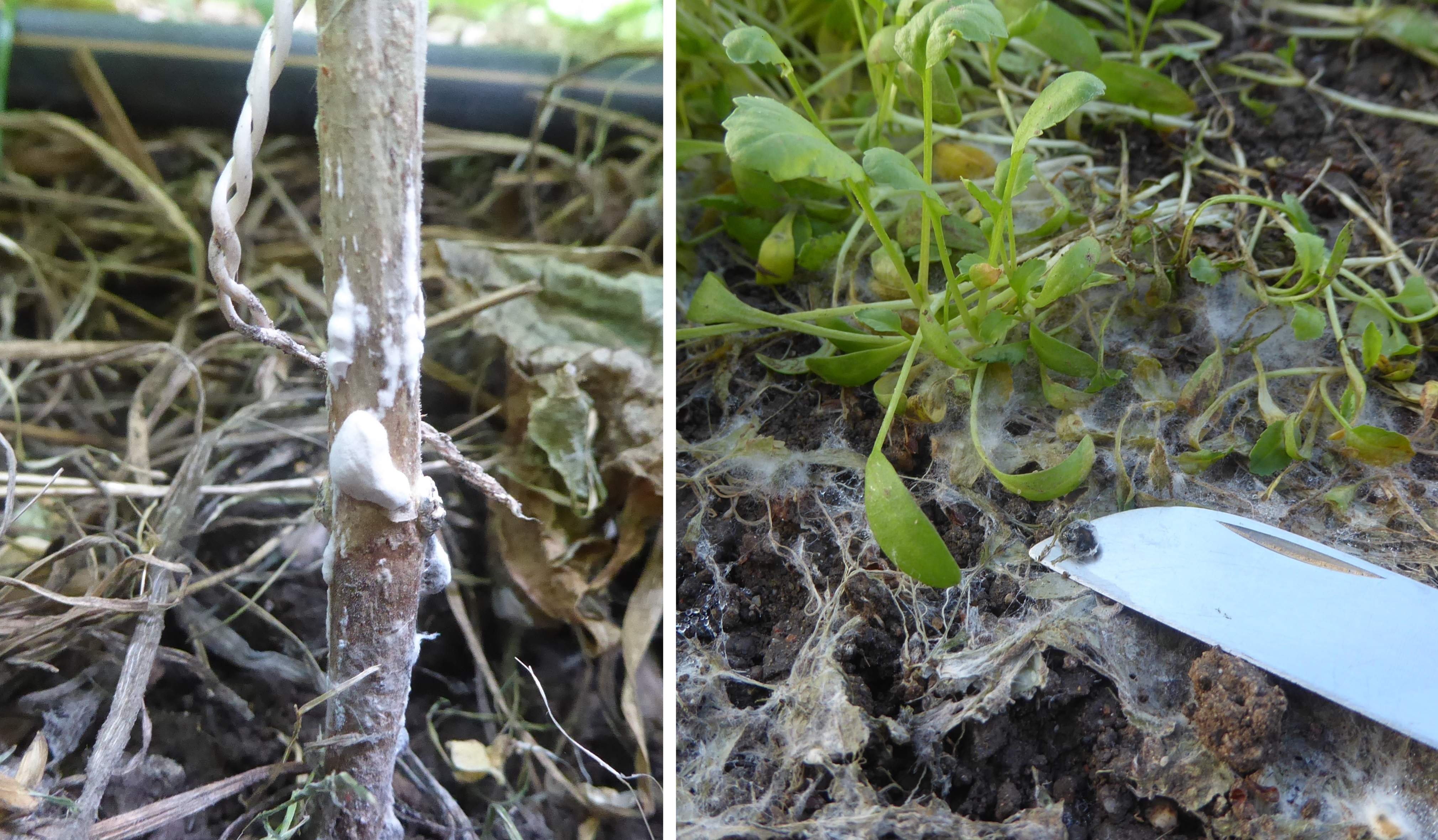 Sclerotinia an Stangenbohne und Kresse 