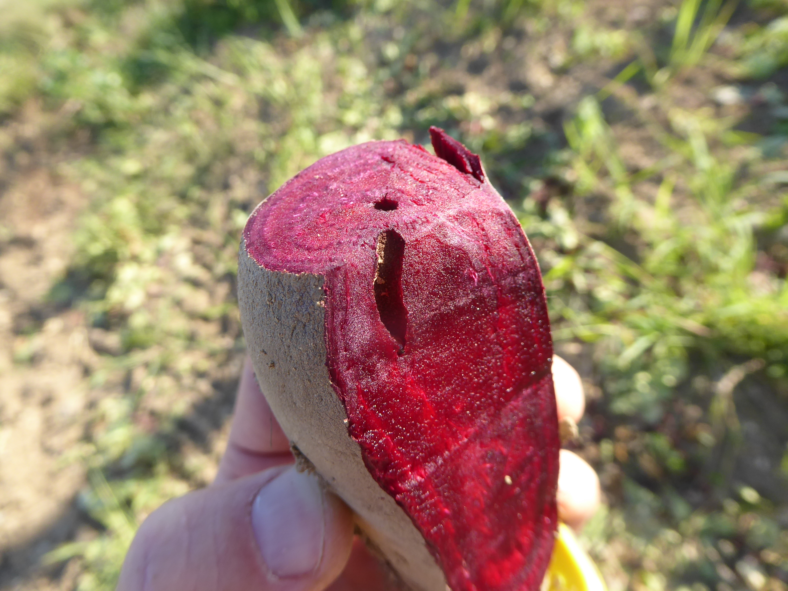 Gänge von Rübenstängelrüssler (Lixus juncii) in Rote Beteote Be