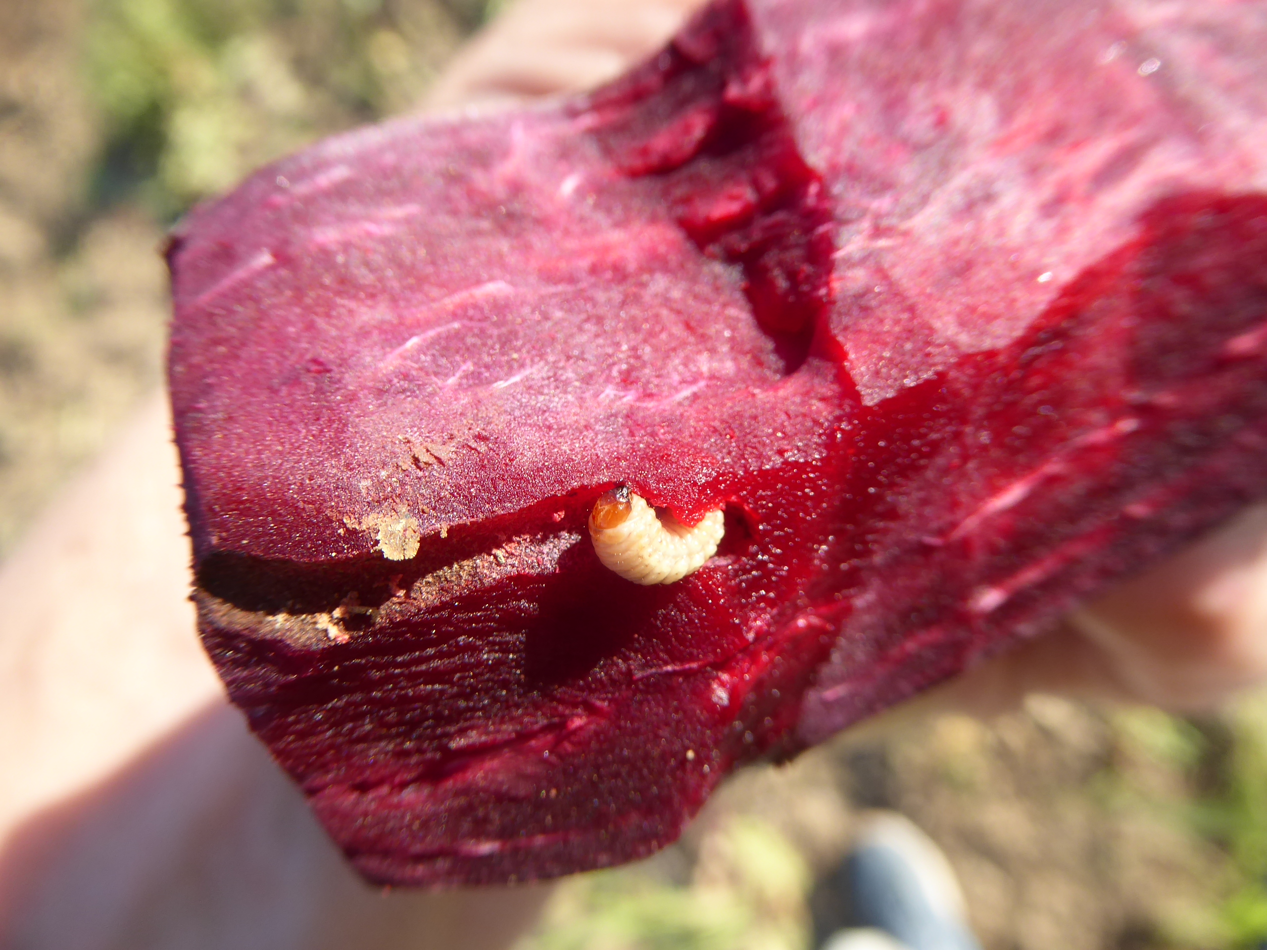 Larve von Rübenstängelrüssler (Lixus juncii) in Rote Beete
