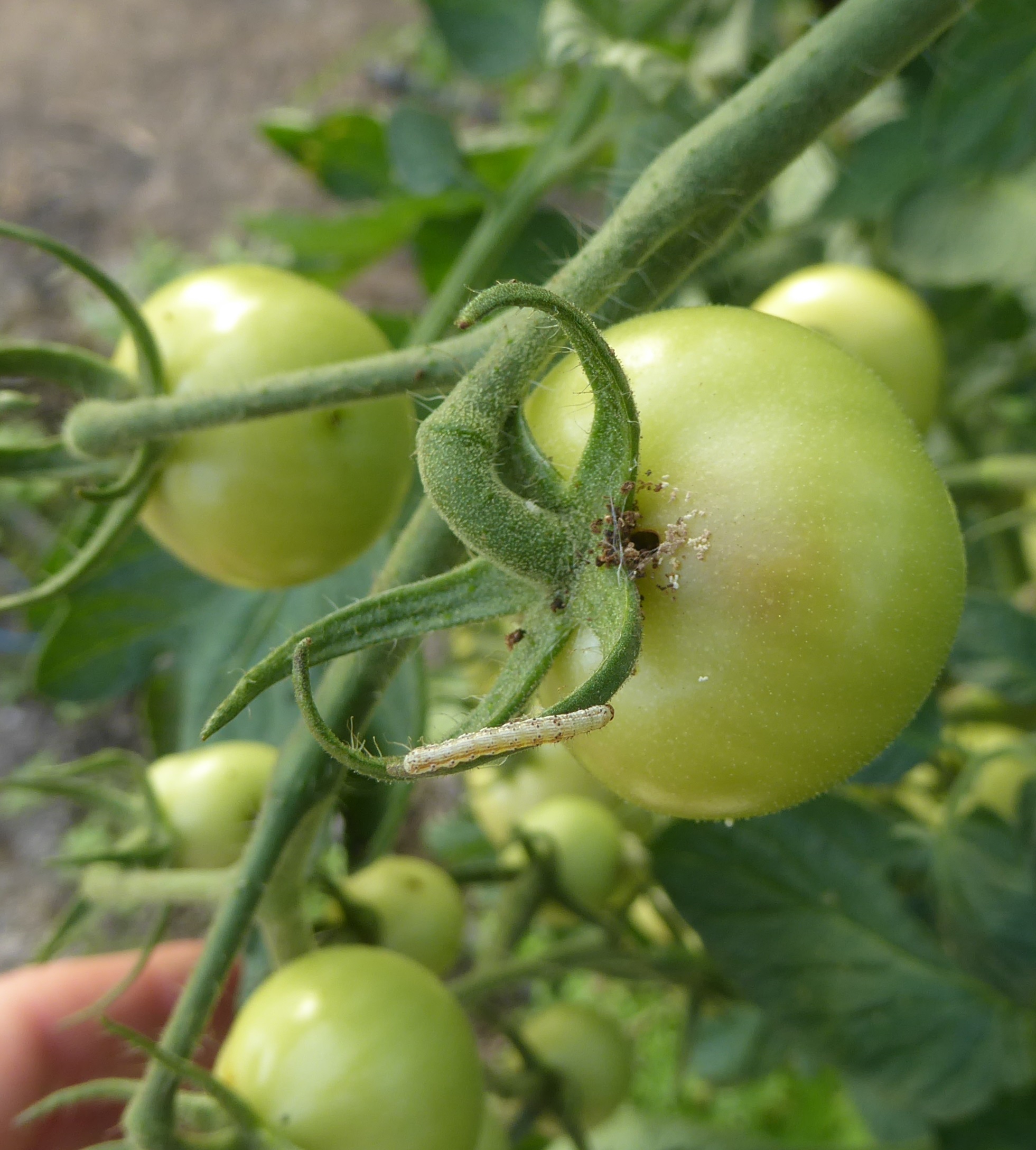 Raupe von Helicoverpa an Tomate