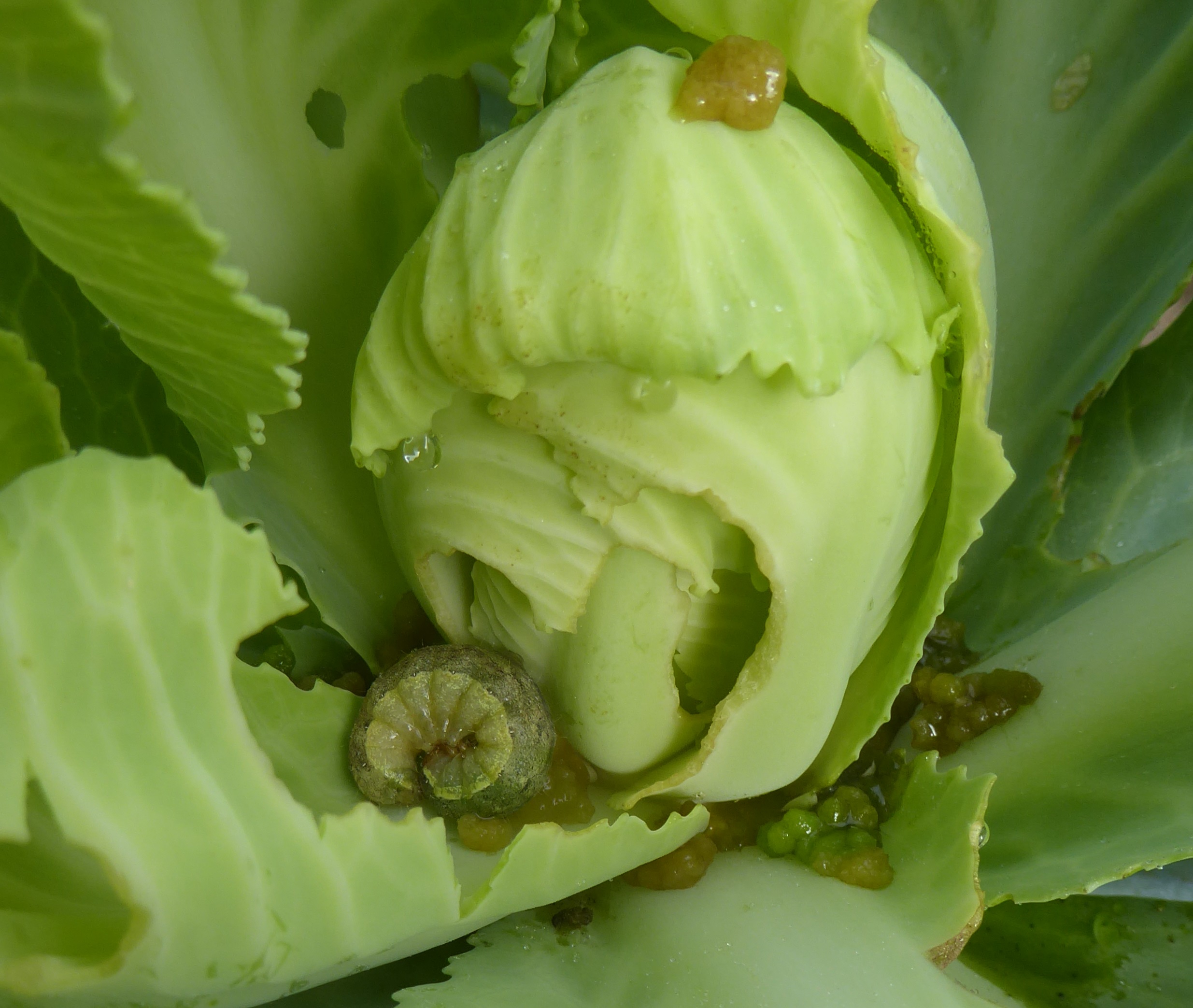 Raupe der Kohleule in Weißkohl