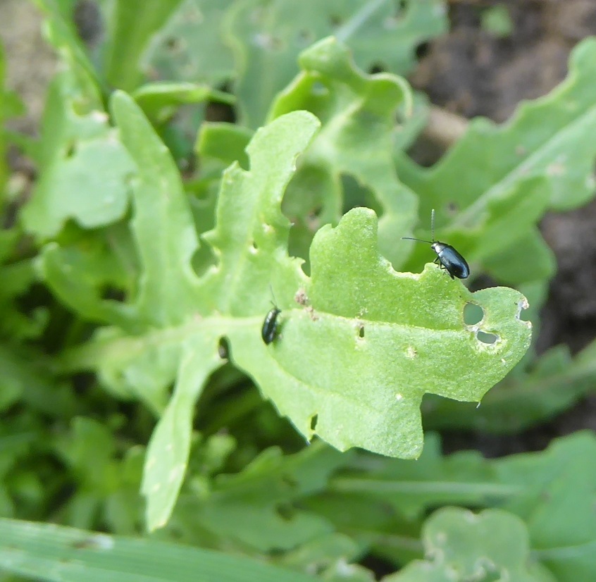 Rapserdfloh an Rucola
