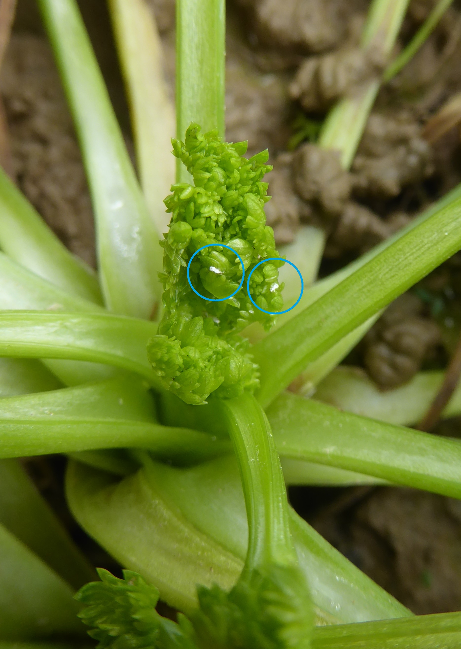 Exuvien von Gierschlaus an Petersilie