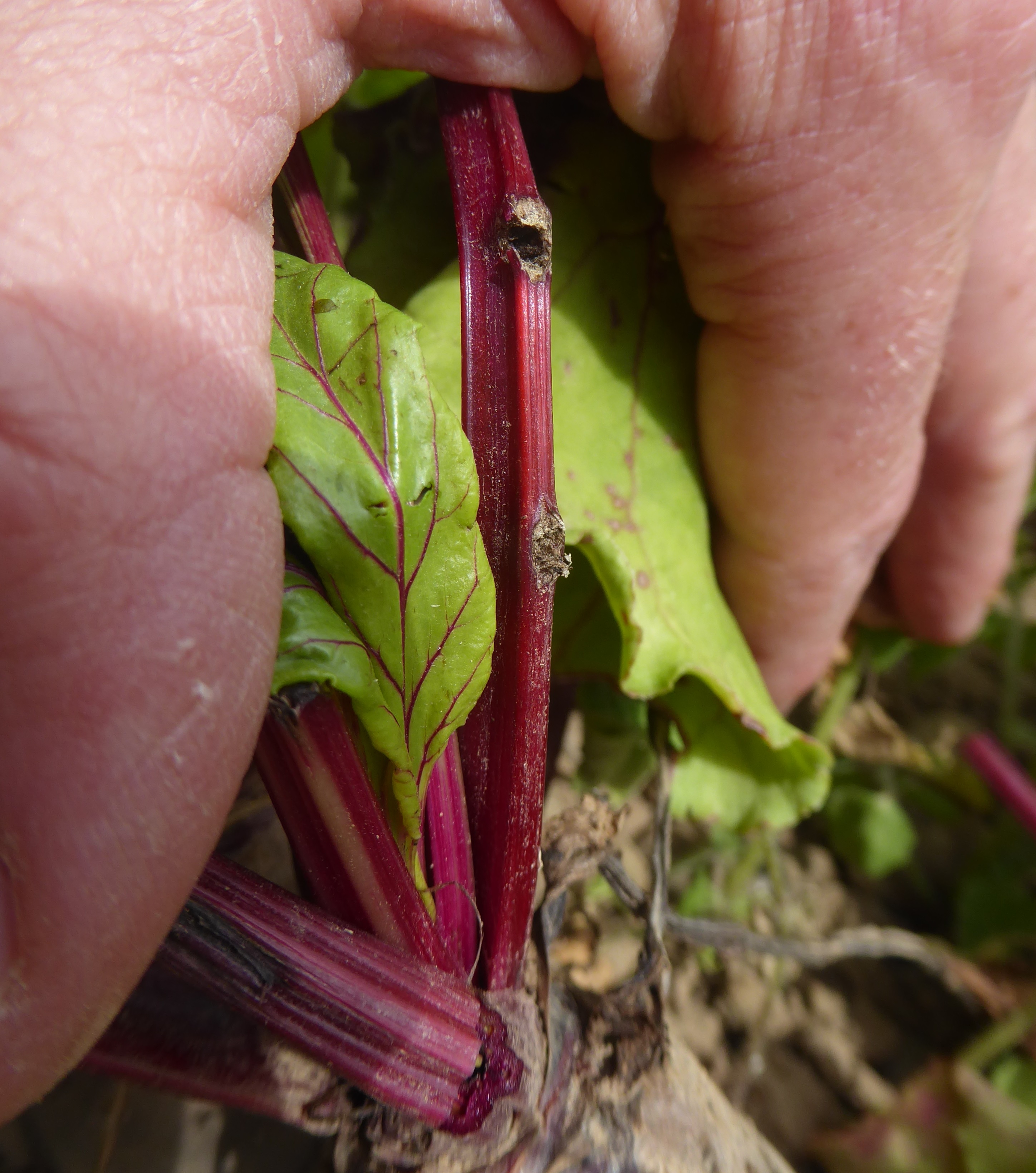 Fraßgruben von Lixus juncii an Blattstielen von Rote Bete