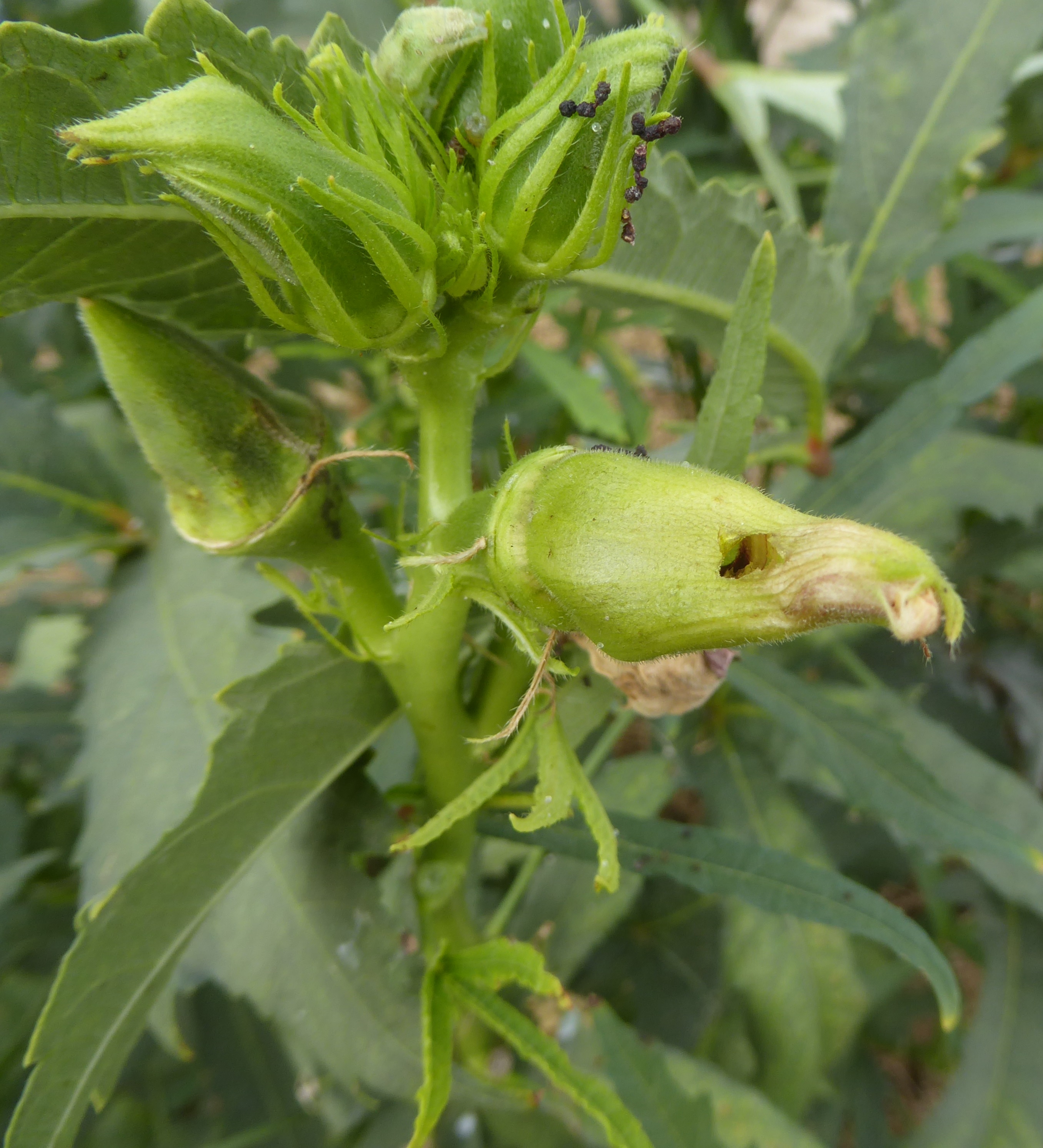 Okra Knospe von Baumwollkapselwurm Helicoverpa armigera angefressen