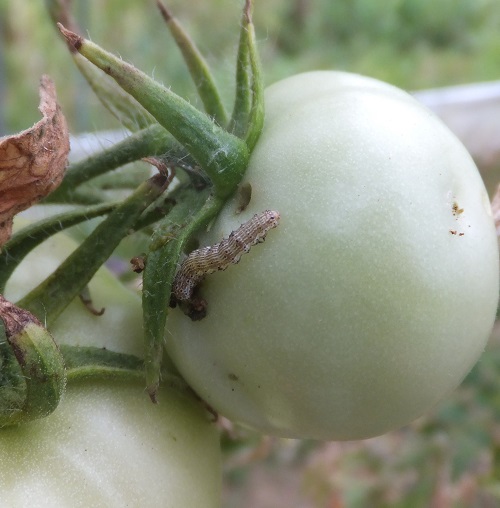 Baumwollkapselwurm Helicoverpa armigera an Tomatenfrucht