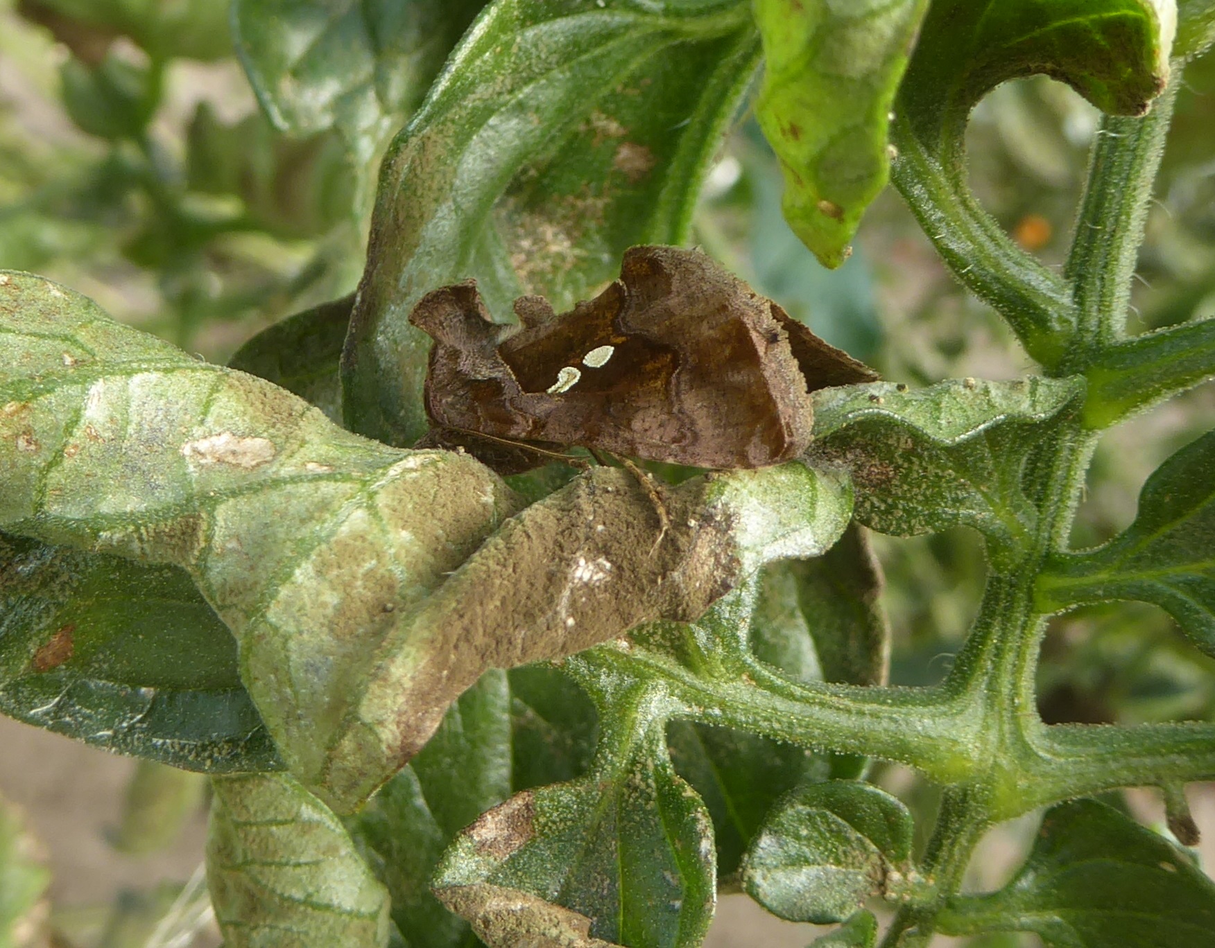 Zweifleck-Goldeule (Chrysodeixis chalcites)