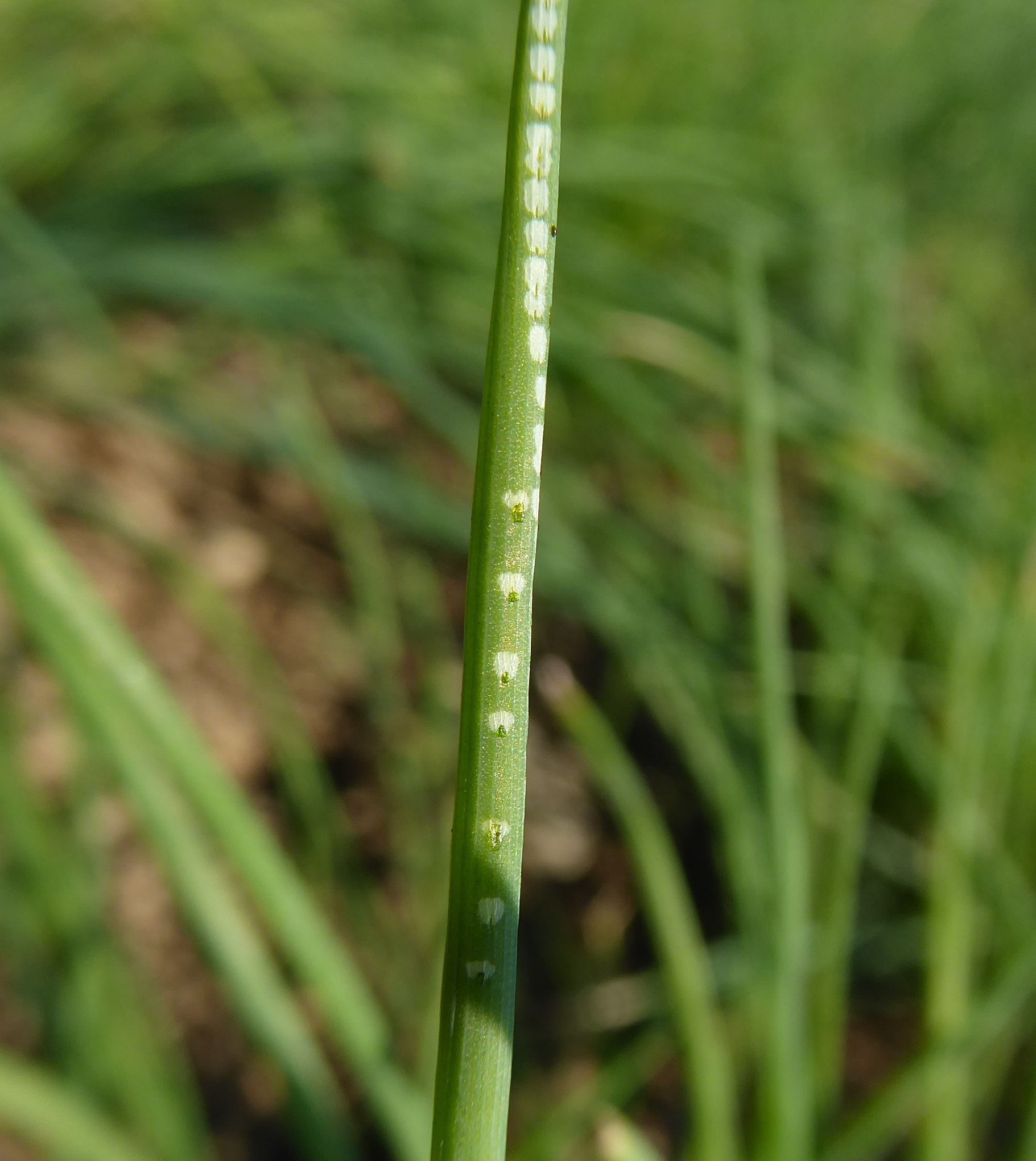 Fraßpunkte der Lauchminierfliege (Napomyza gymnostoma)