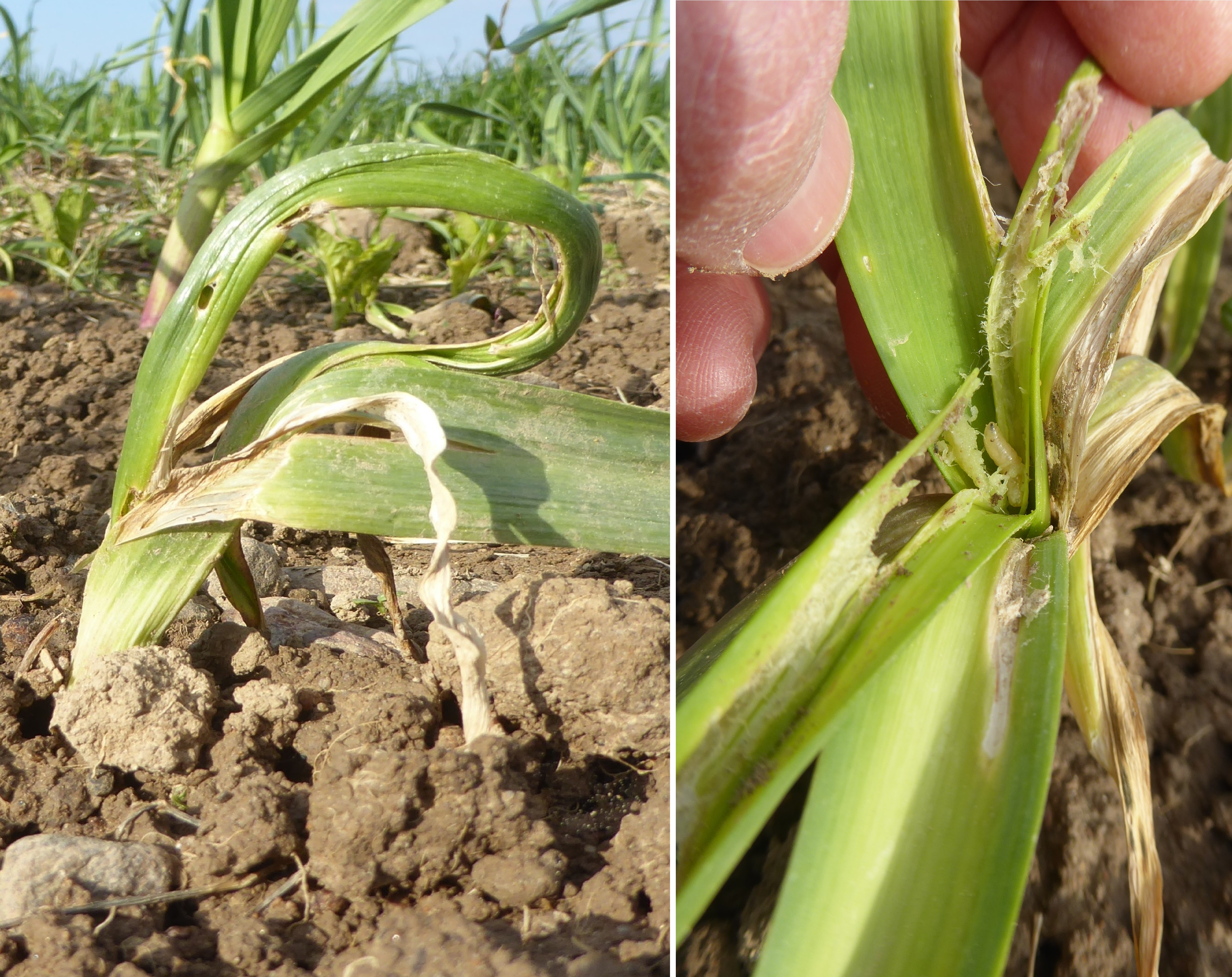 Schaden und Made der Knoblauchfliege