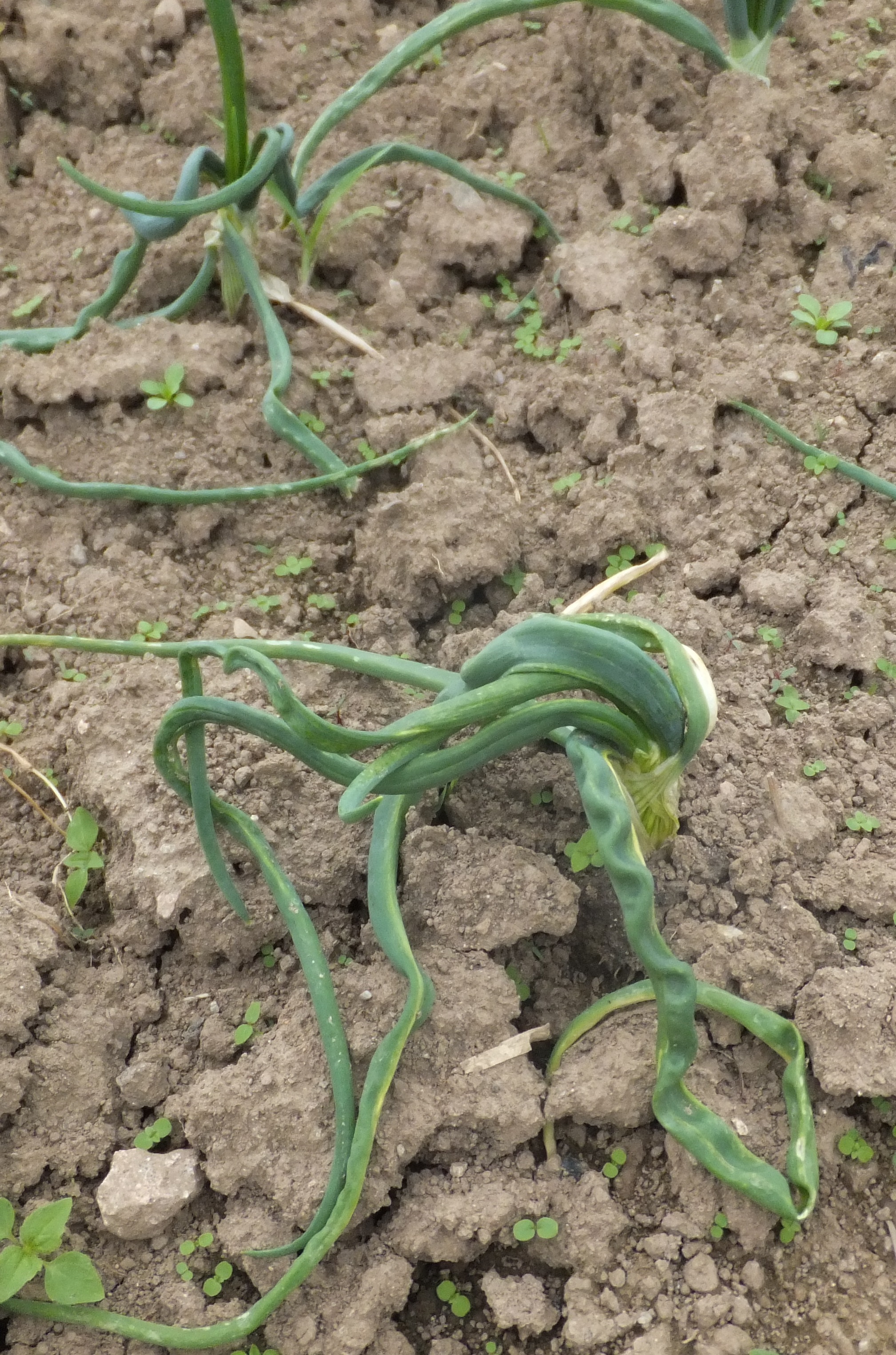 Schäden durch Lauchminierfliege an Zwiebeln