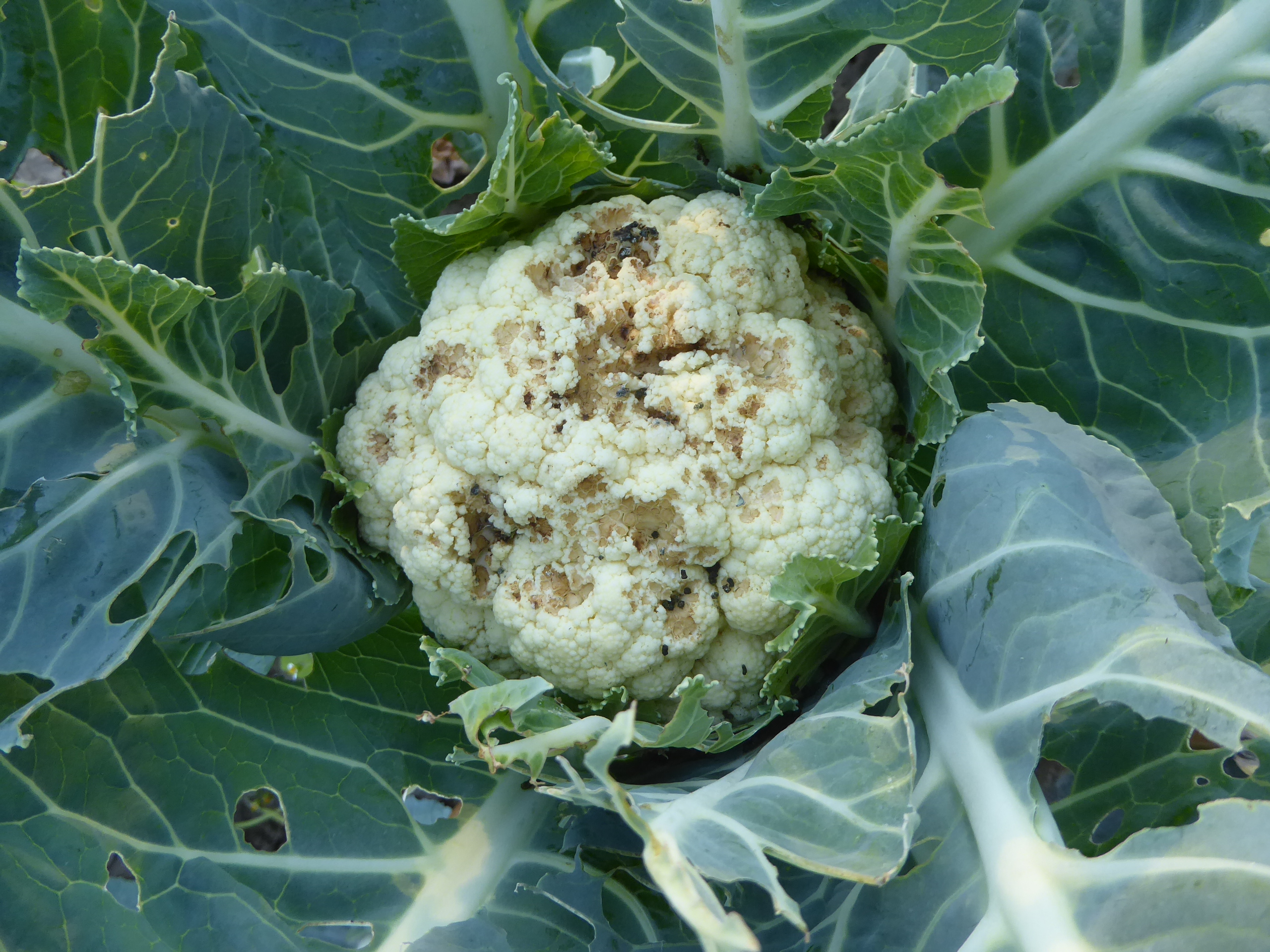 durch Raupen des Großen Kohlweißlings geschädigter Blumenkohl
