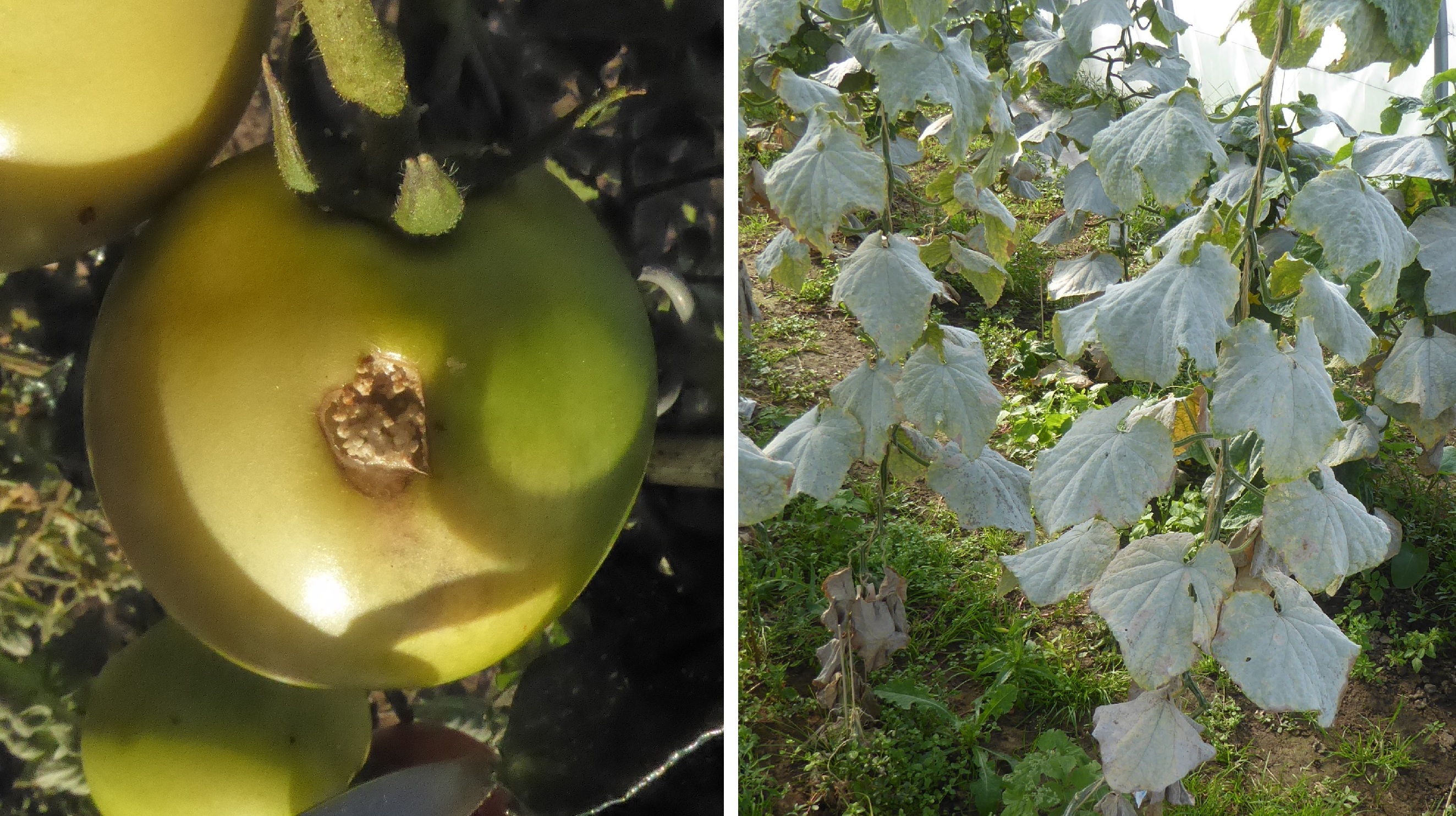 Echter Mehltau an Gurke, Helicoverpa in Tomatenfrucht