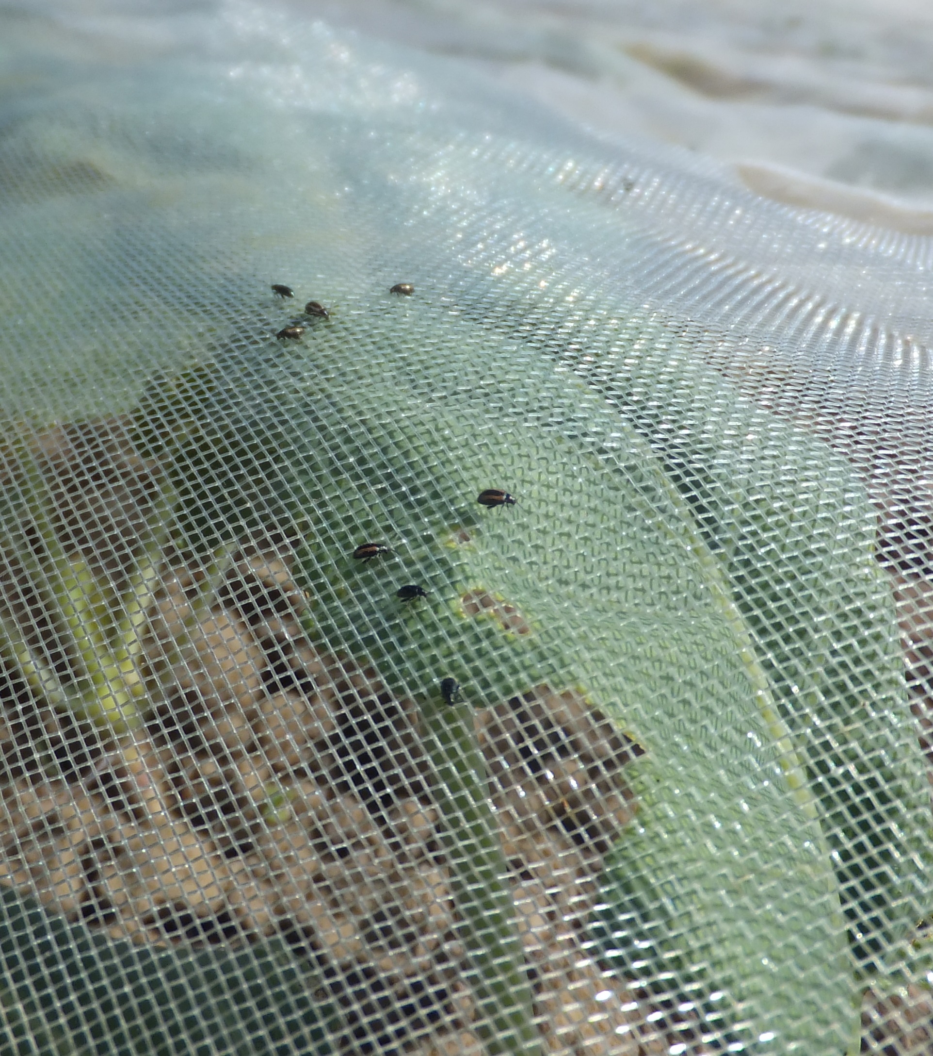 Kohlerdflöhe auf Insektenschutznetz