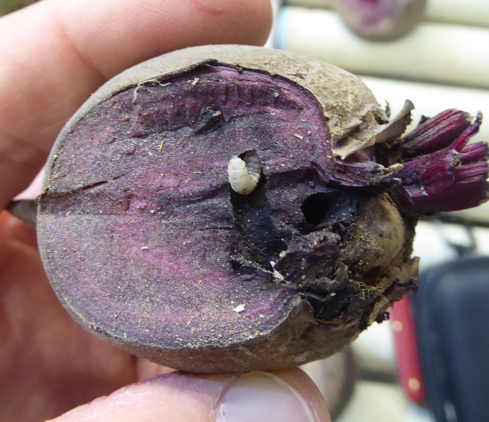 Larve von Lixus juncii in Rote-Bete-Knolle