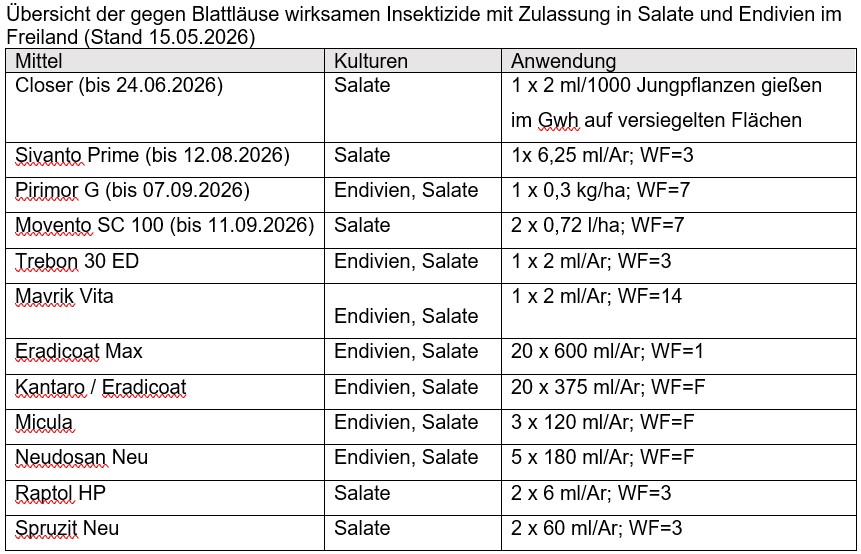An Salat zugelassene Insektizide mit Blattlauwirkung