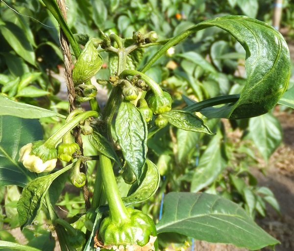 Blattdeformationen an Paprika durch Weichhautmilbenbefall
