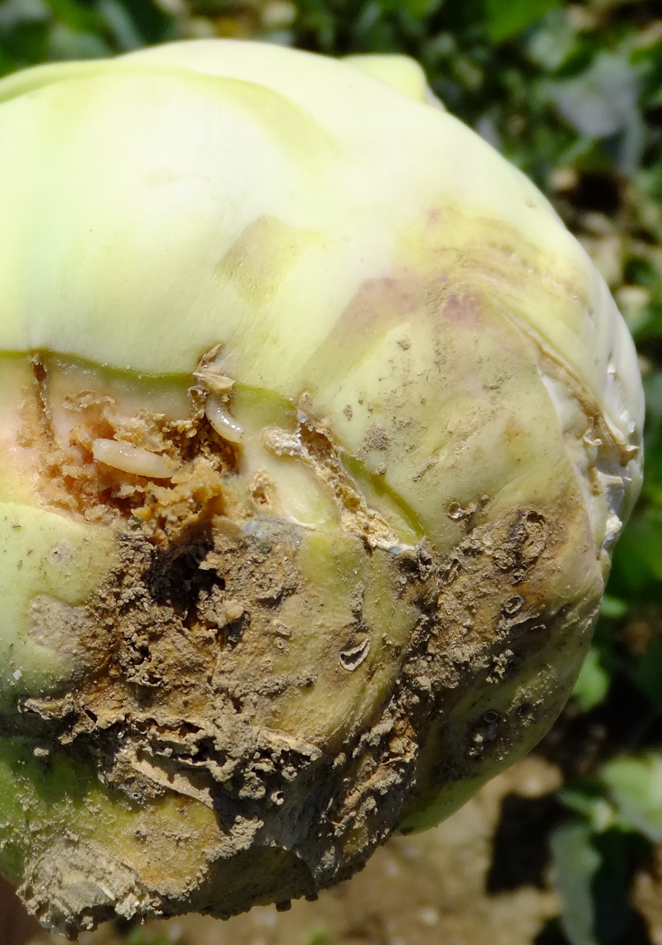 Schäden durch Kohlfliegenmaden an Knolle von Kohlrabi