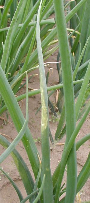 Falscher Mehltau an Winterzwiebeln