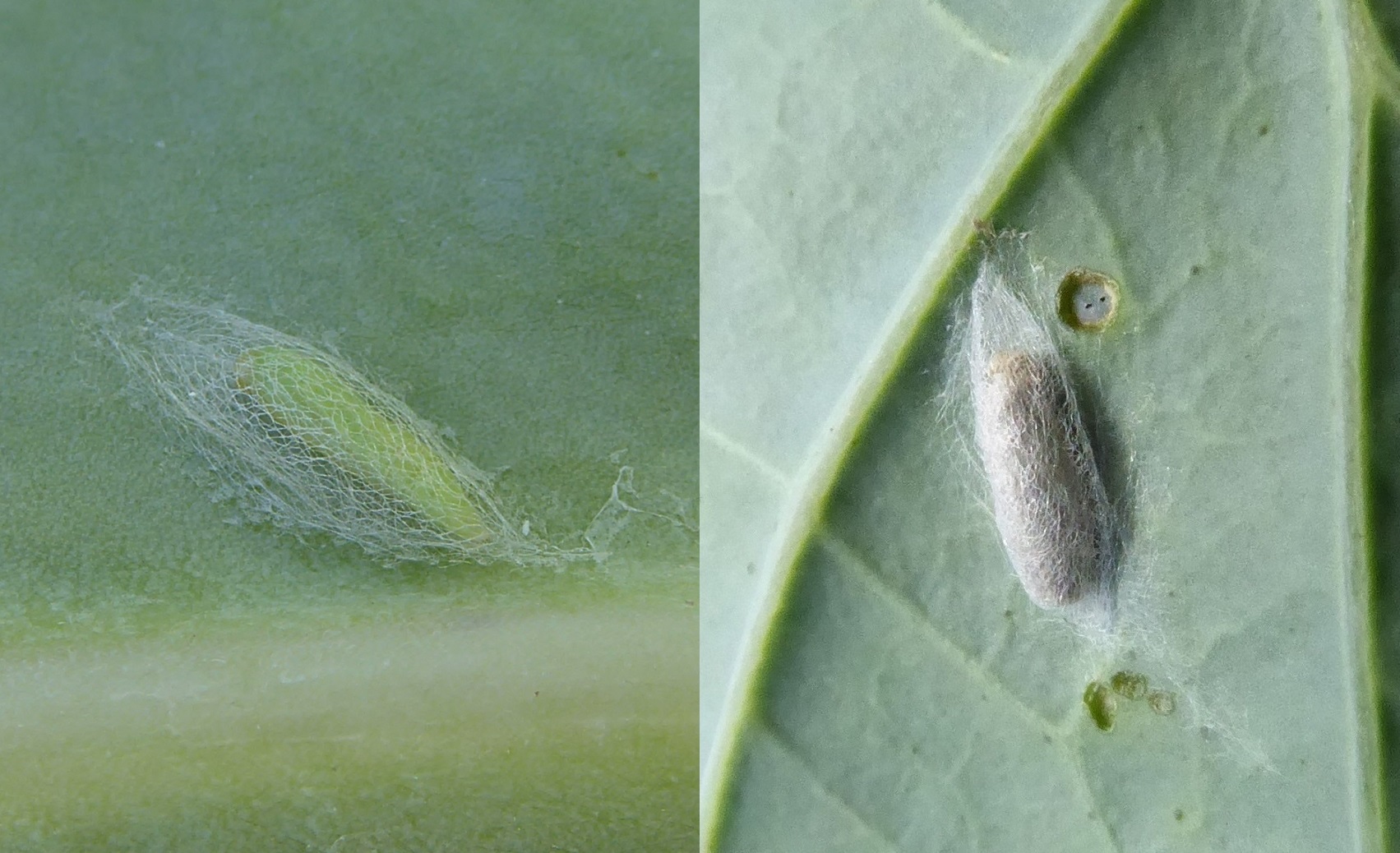 Puppe der Kohlmotte parasitiert durch Diadegma semiclausum