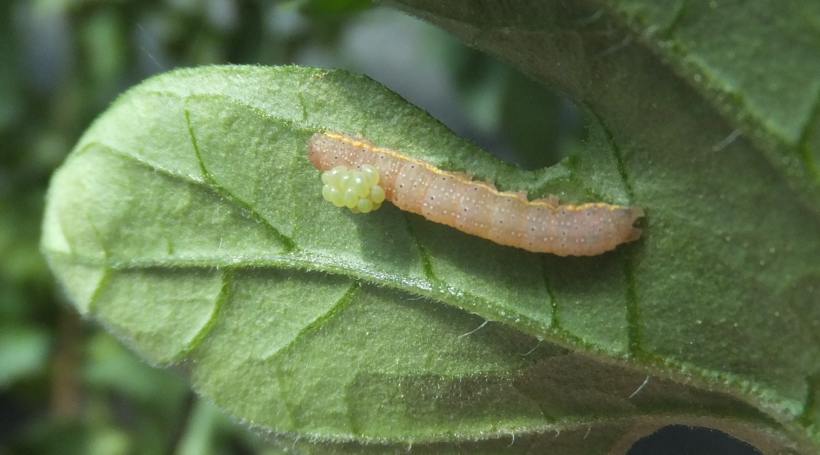 Raupe mit Larven von Eulophidae
