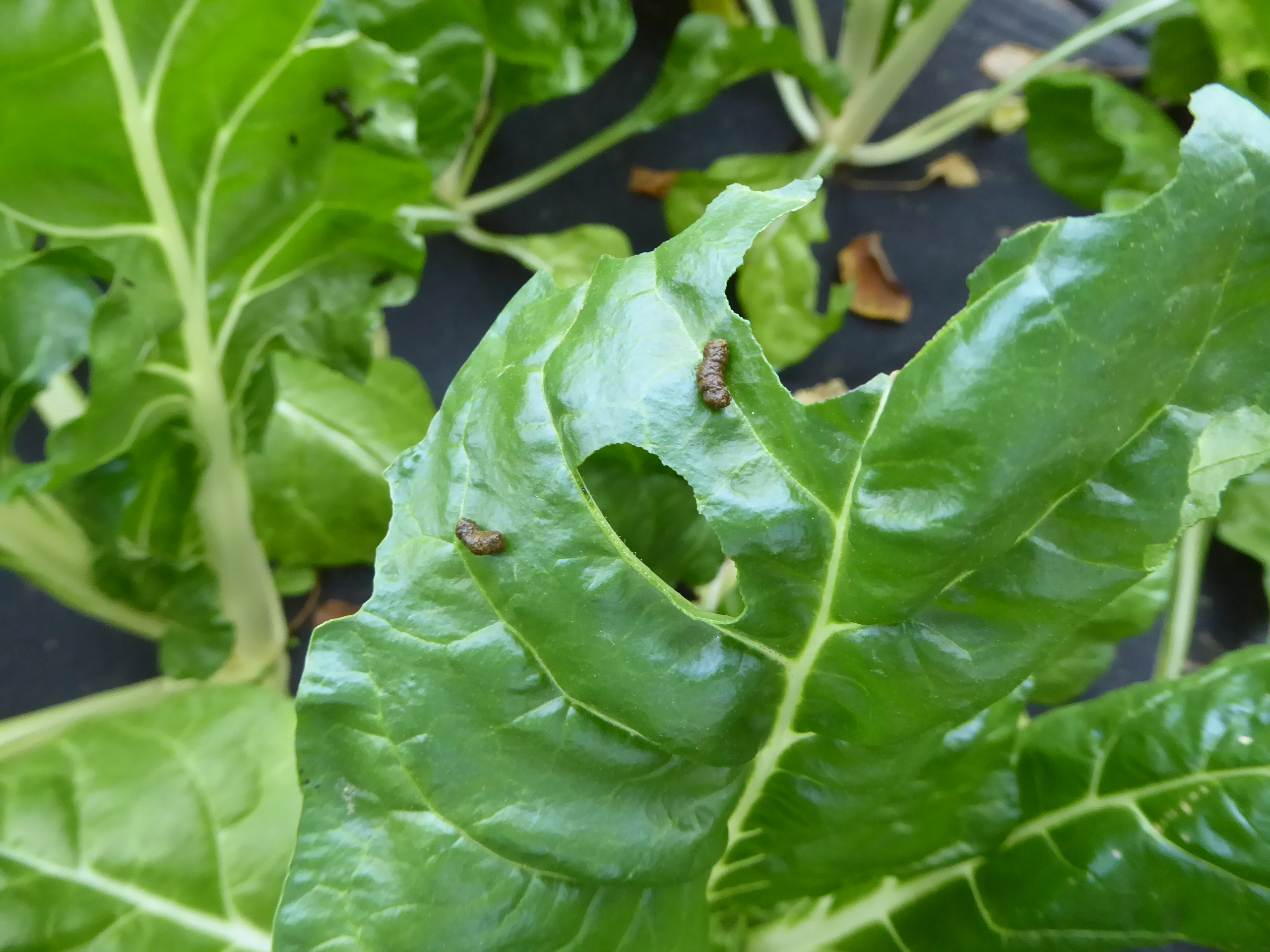 pelletartige Kotballen von Achateule (Phlogophora meticulosa)