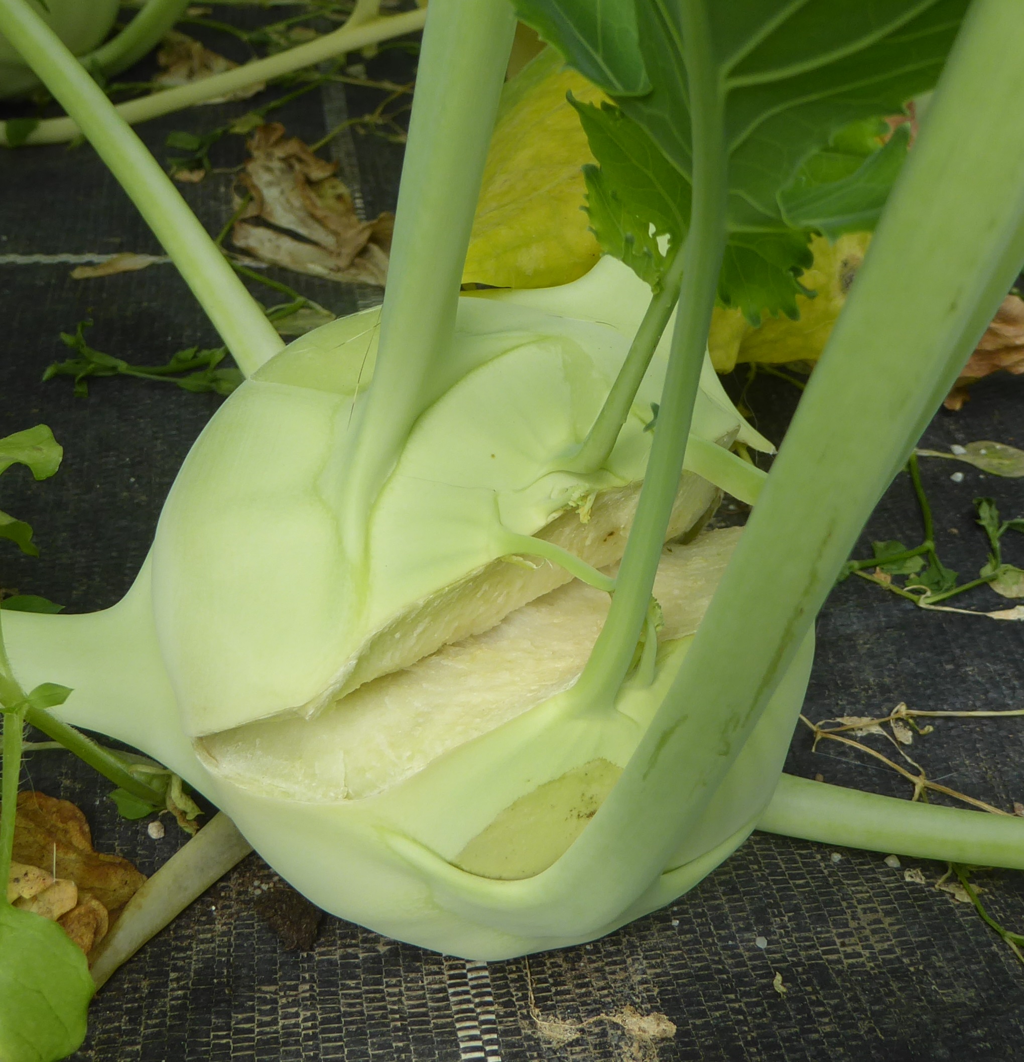 geplatzte Kohlrabiknolle