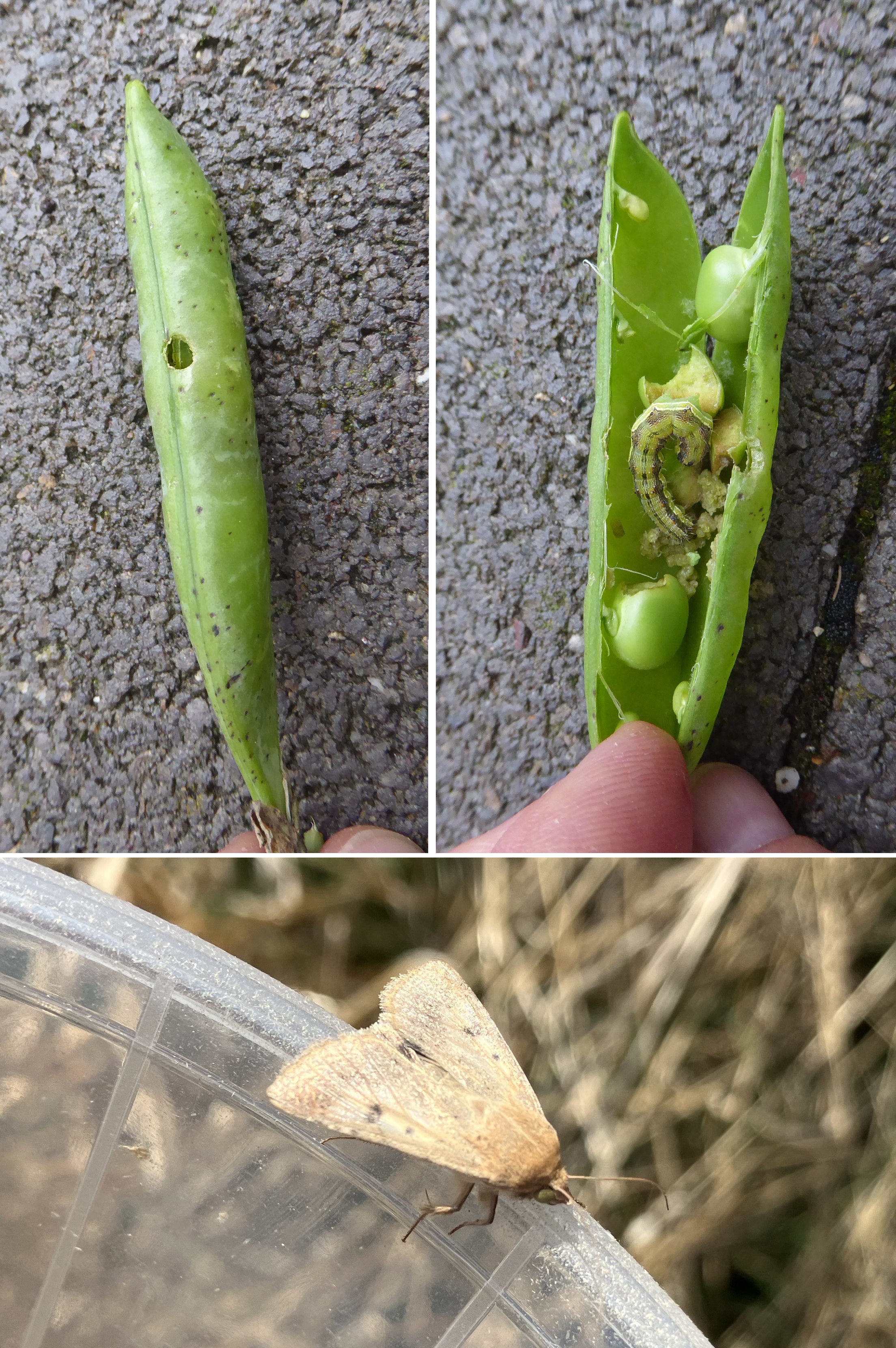 Raupe und Falter von Helicoverpa armigera, Baumwollkapseleule