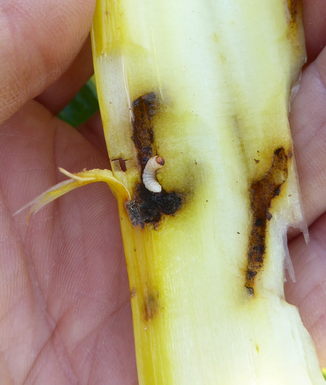 Larve von Lixus juncii in Blattstiel von Mangold