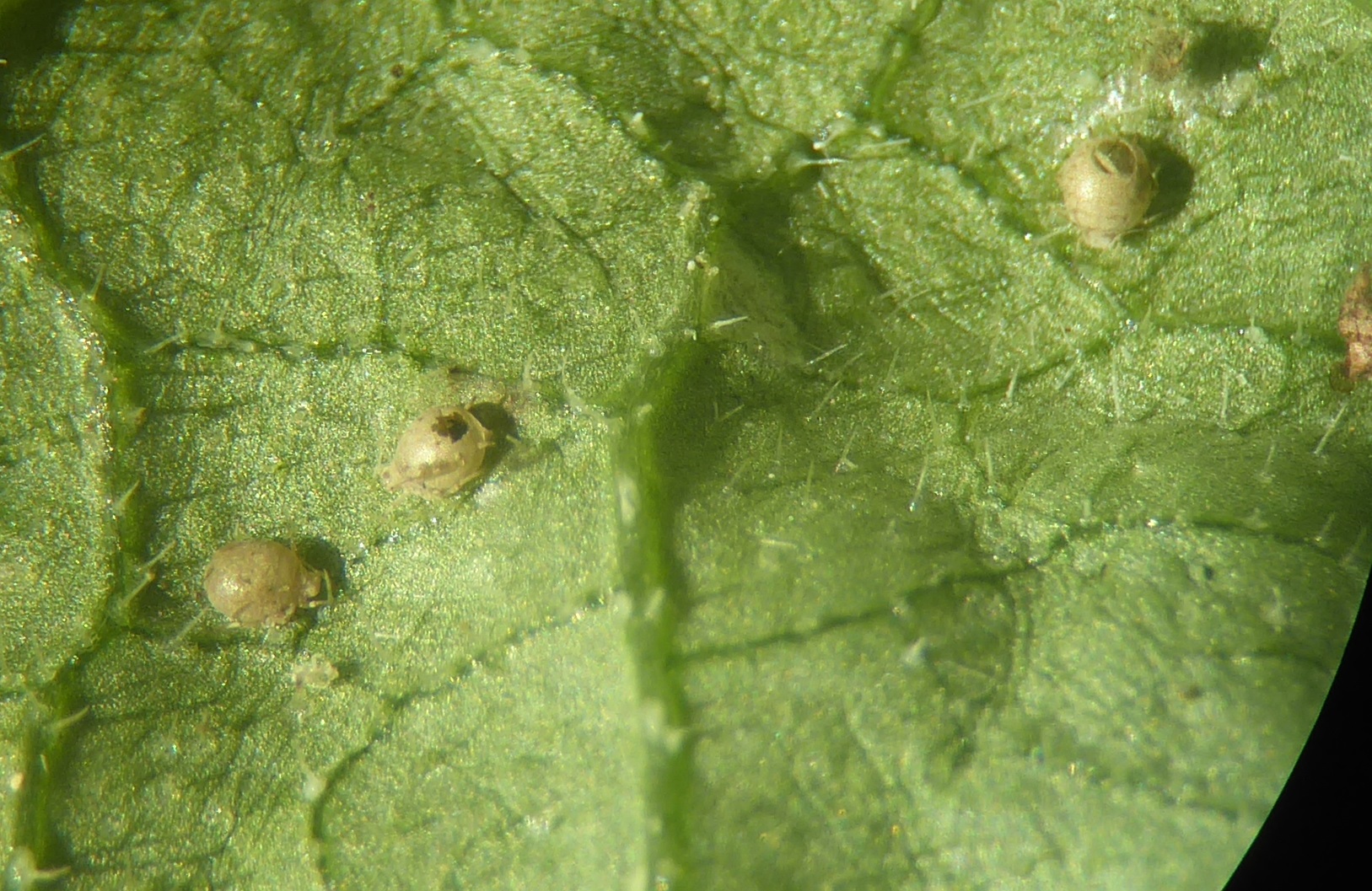 allbfr_Infodienst 2026_07_22 Aphis gossypii Hyperparasitierung_lkbh Hyperparasitierung an Aphis gossypii