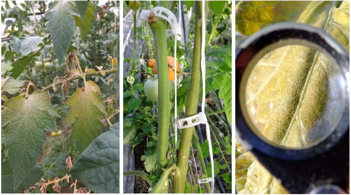 Tomatenrostmible Aculops lycopersici