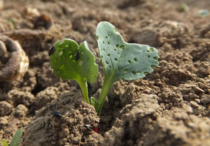 lkbh_Infodienst 2018_04_09 Radies Erdfloh (3) Kohlerdflöhe an Radieskeimlingen