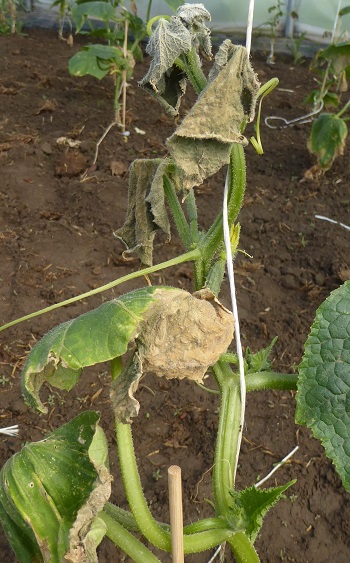 allbfr_Infodienst 2022_05_18 Gurke Brennkopf Tunnel klein_lkbh Brennkopf an Gurke im Mai