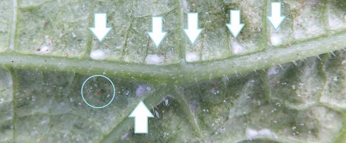 Kokons von Feltiella acarisuga