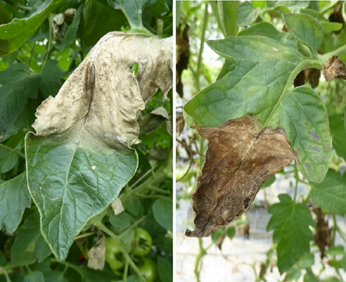 Phytophthora infestans Hitzeschäden