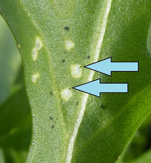 Fraßpunkte von Kohltriebrüsslern an Rucola